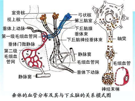 脈細數|脈弦細:二十八脈象,脈象分類與主病,